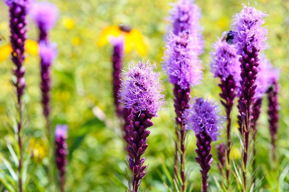 Liatris spicata 'Kobold'