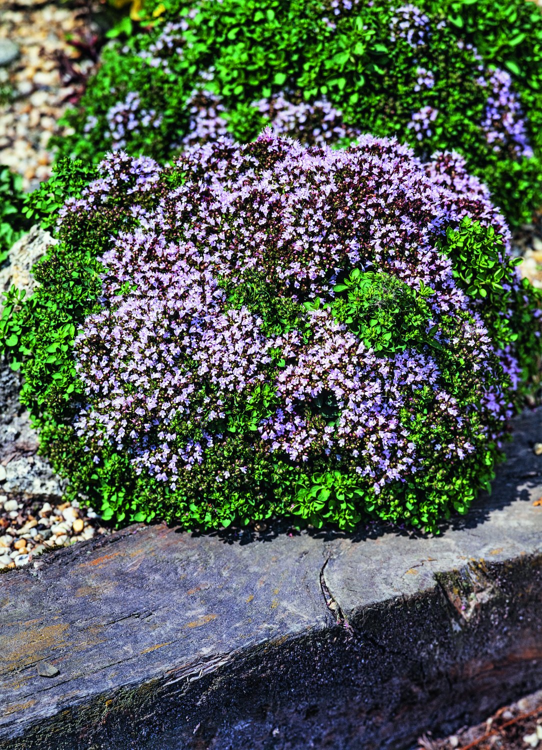 Origanum vulgare 'Compactum'