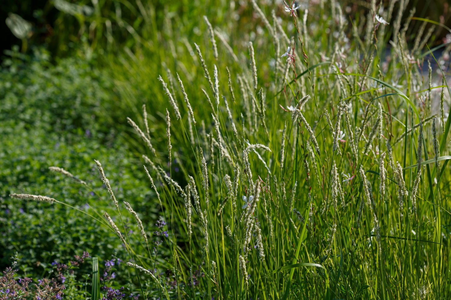 Sesleria autumnalis