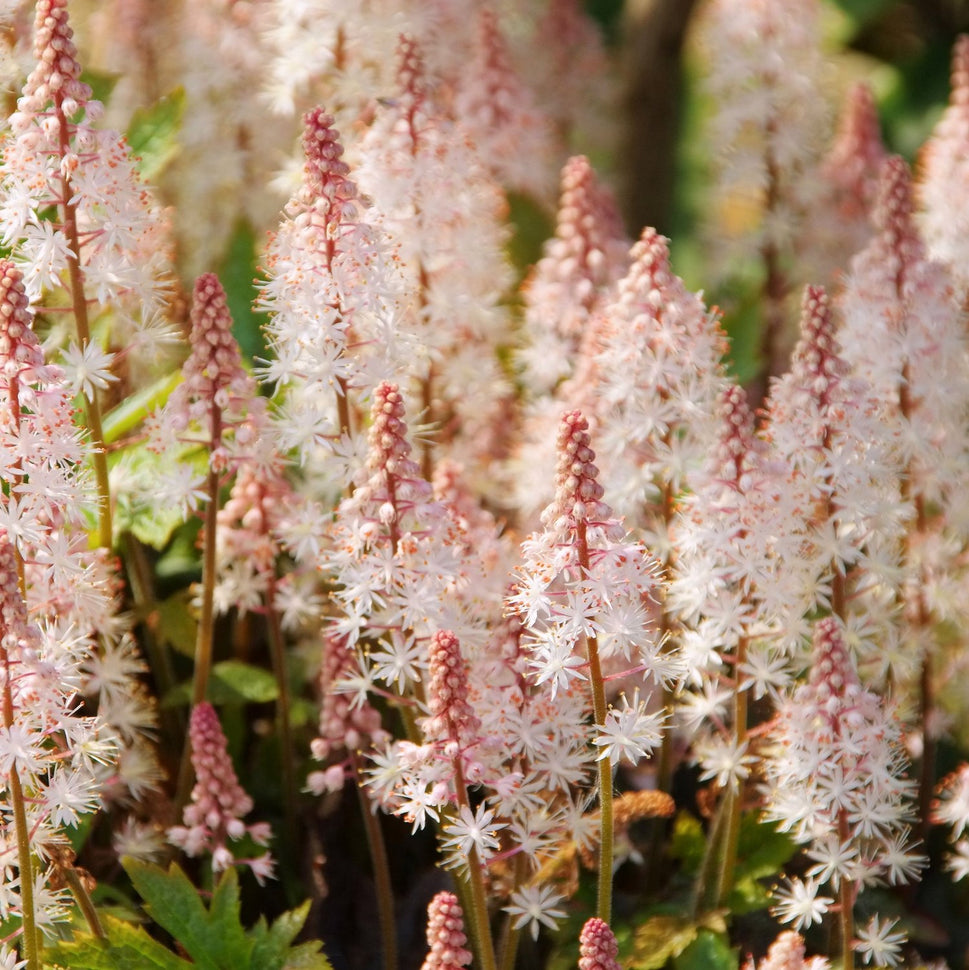 Tiarella 'Pink Skyrocket'