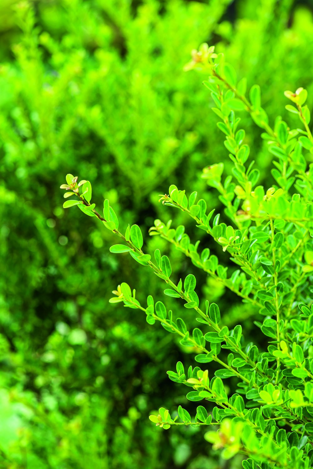 Ilex crenata 'Green Hedge'