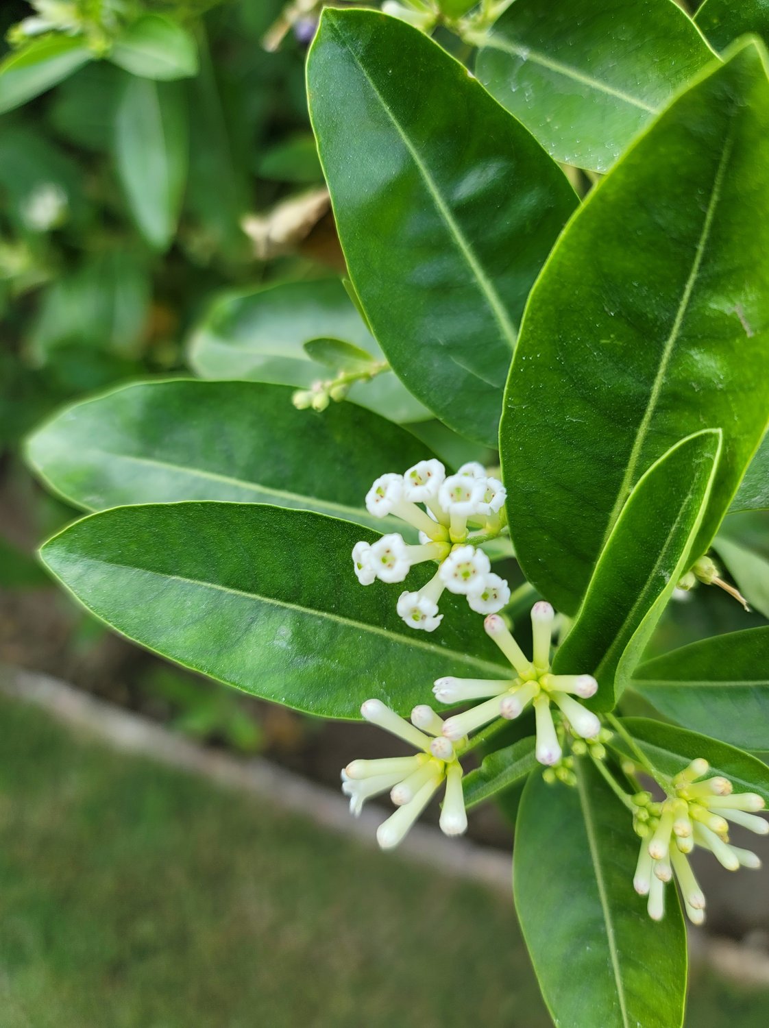 Ligustrum ovalifolium