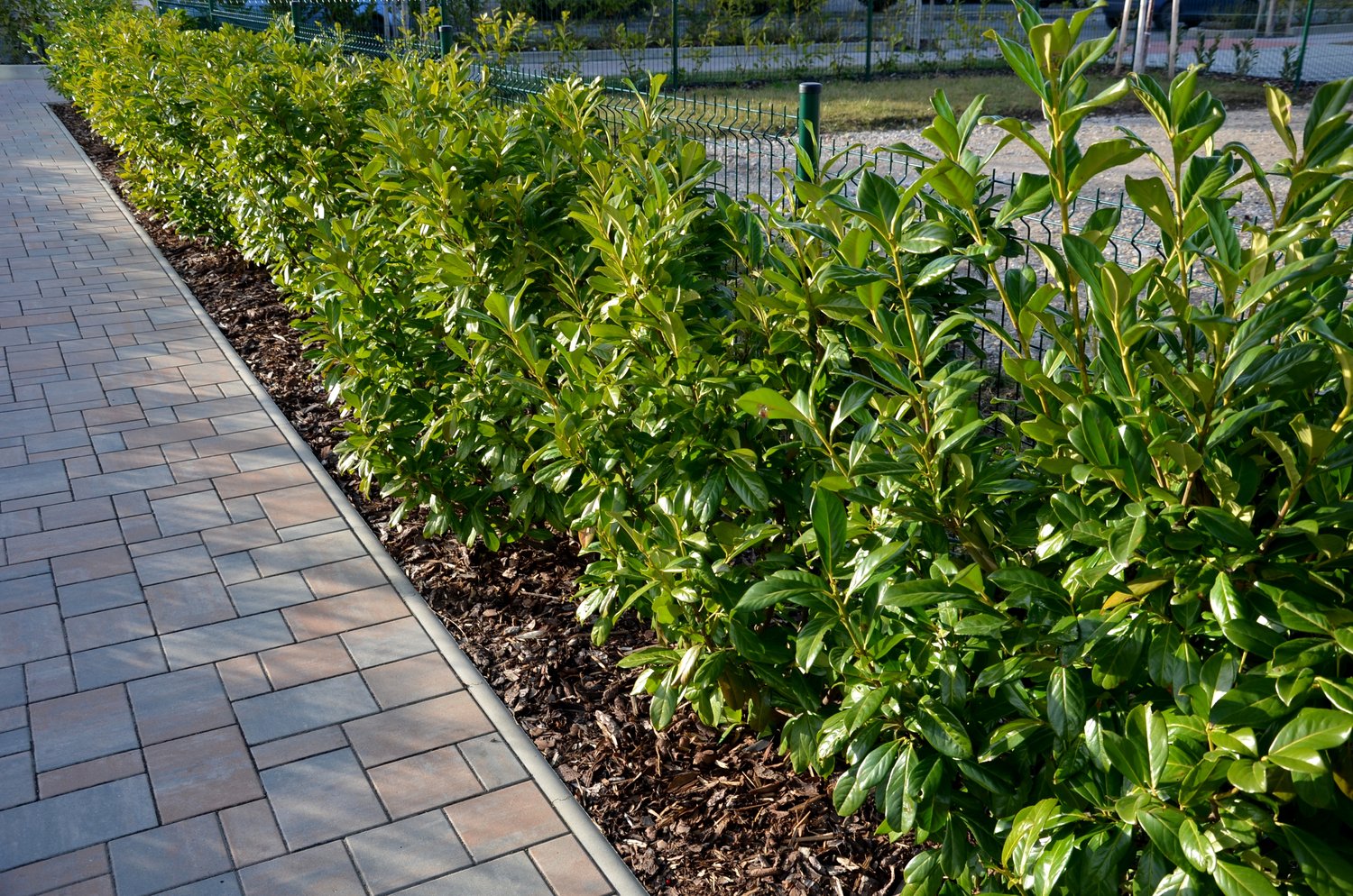 Prunus laurocerasus 'Novita'
