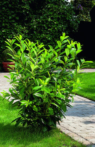 Prunus laurocerasus 'Novita'