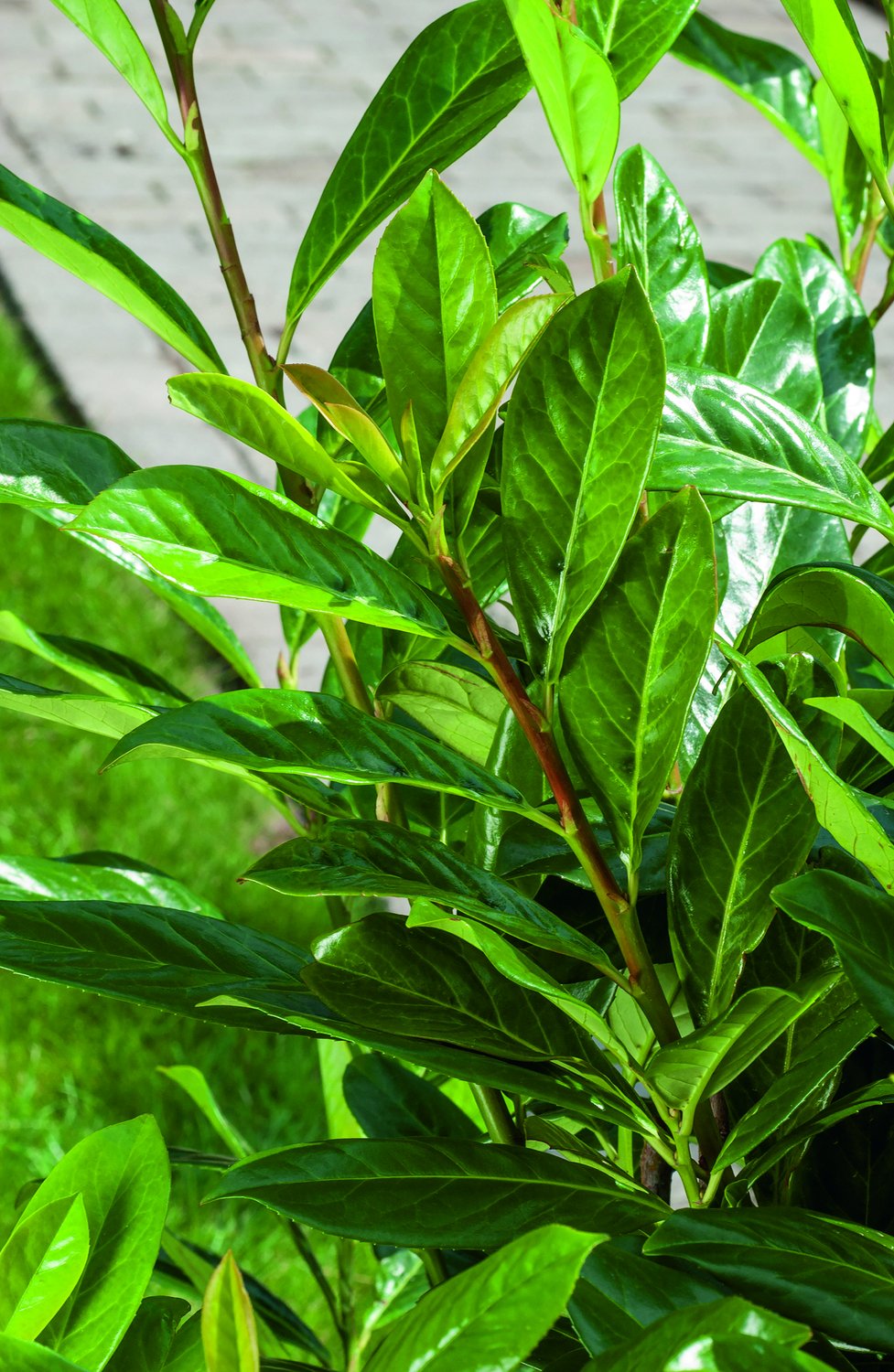 Prunus laurocerasus 'Novita'