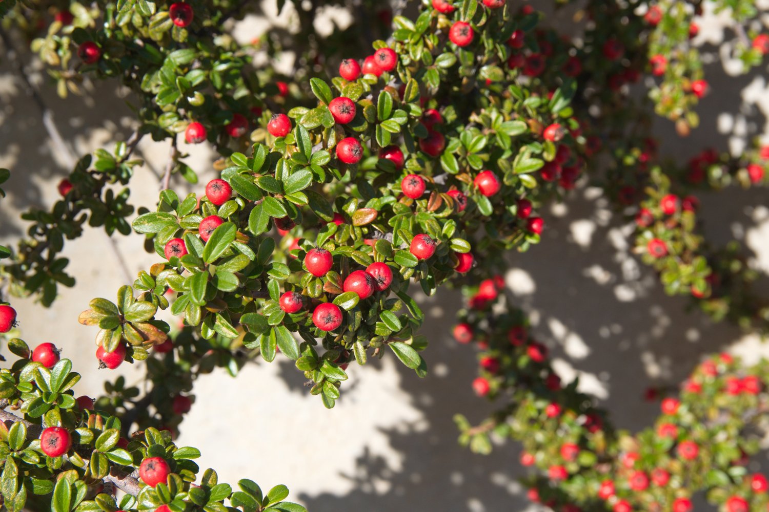 Cotoneaster × suecicus 'Skogholm'