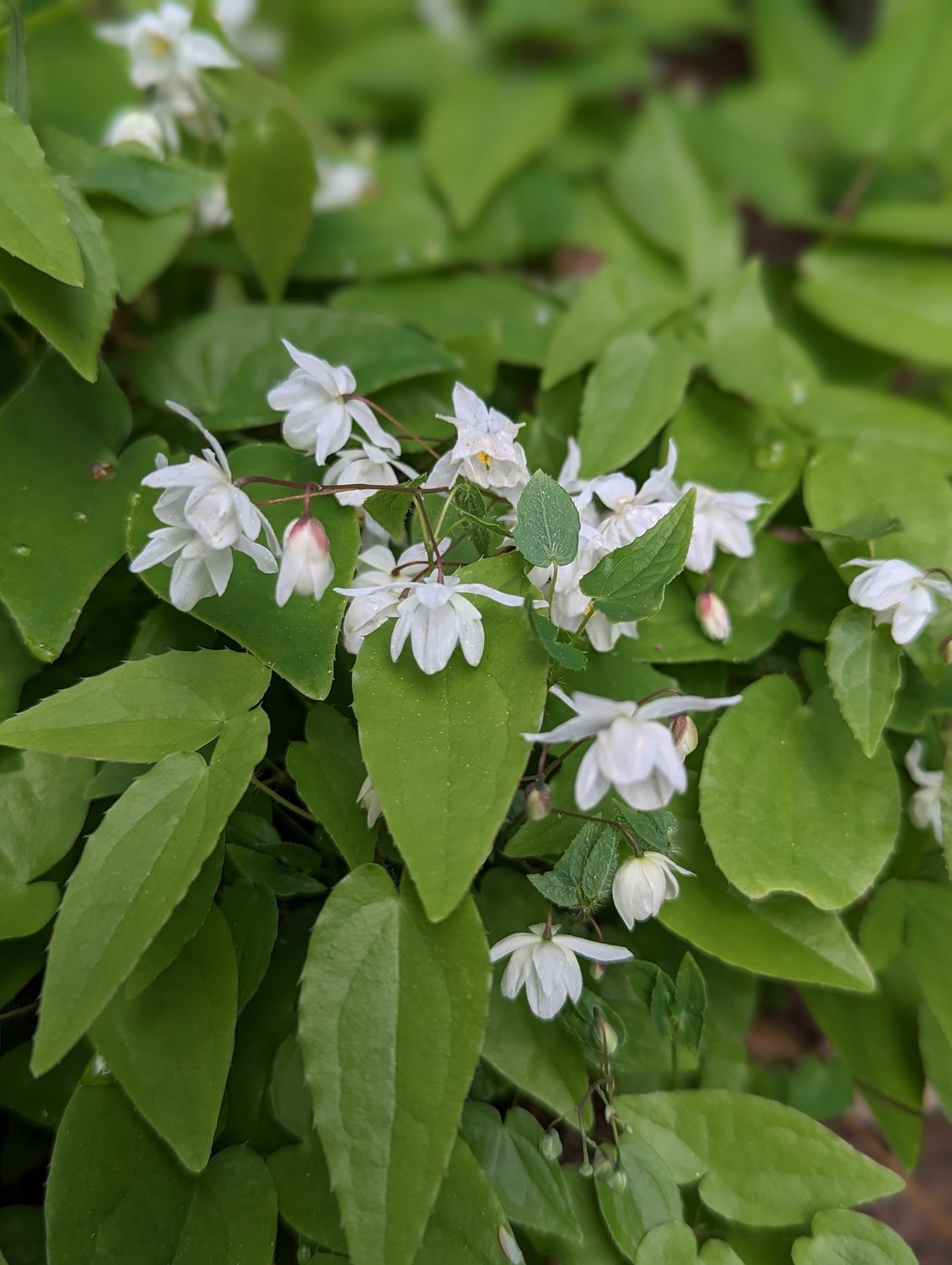 Epimedium grandiflorum
