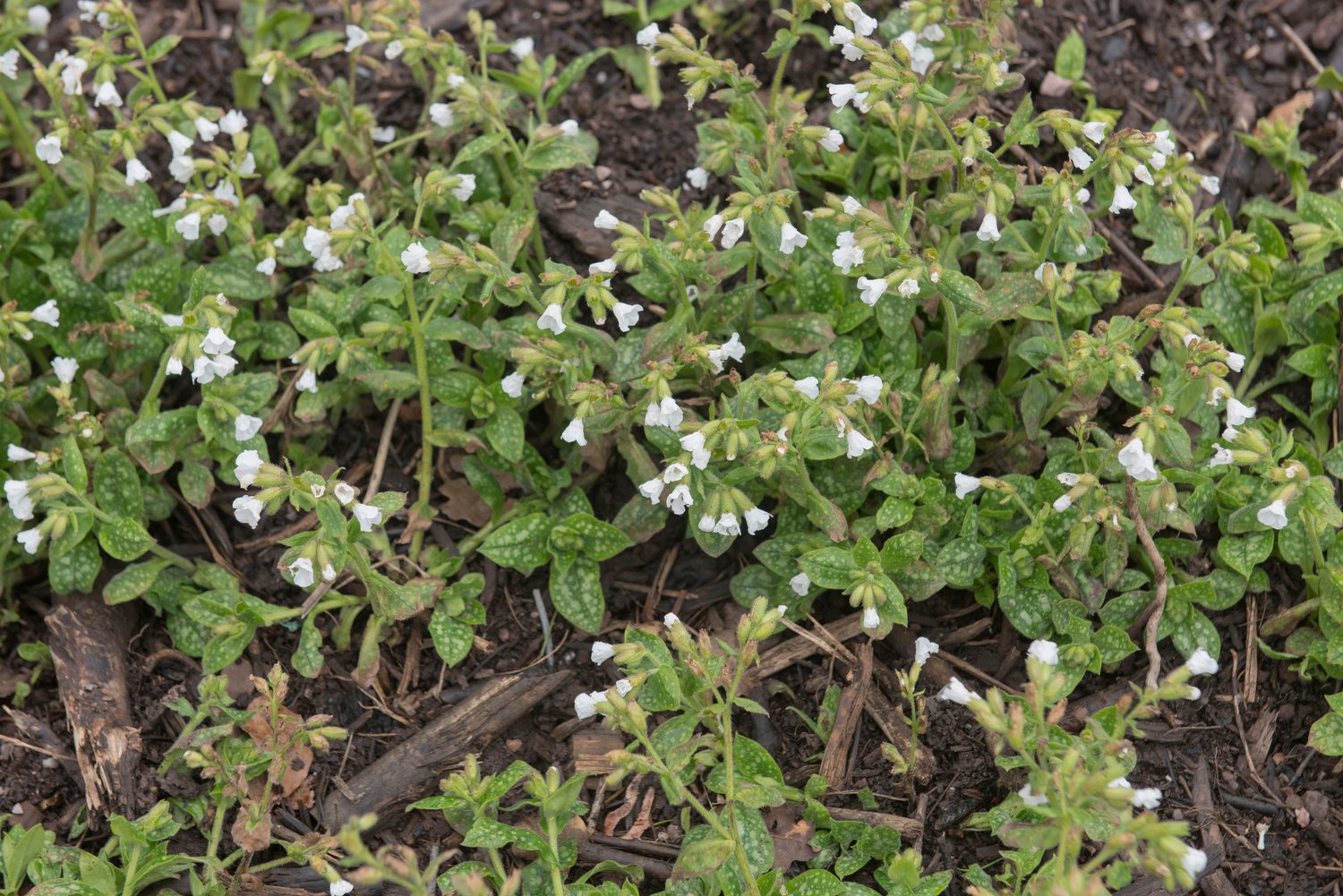 Pulmonaria 'Sissinghurst White'