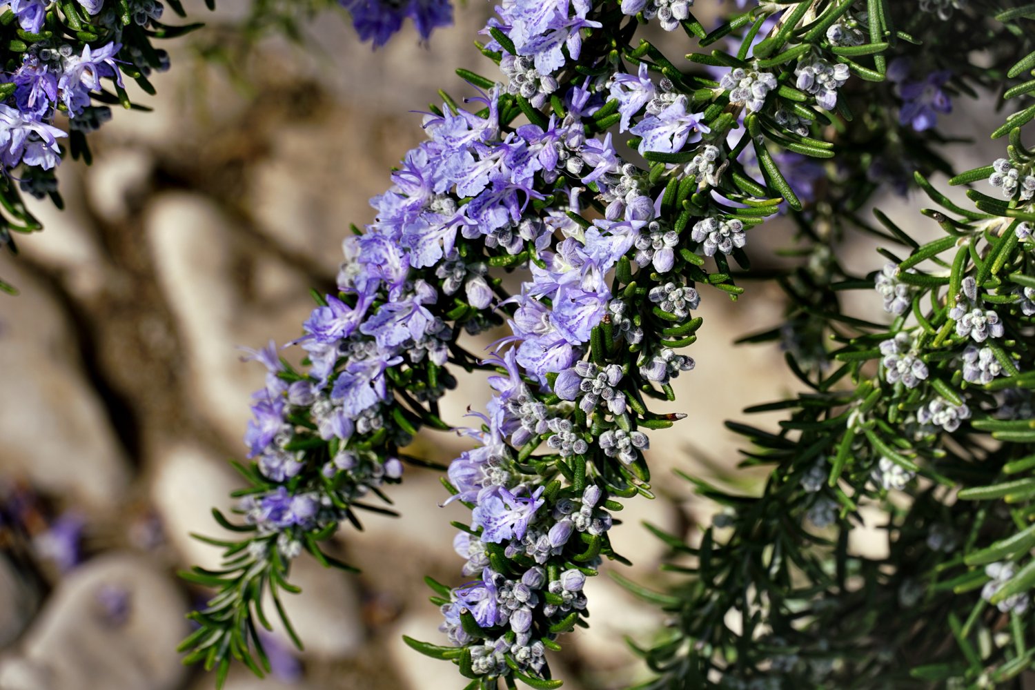 Salvia rosmarinus