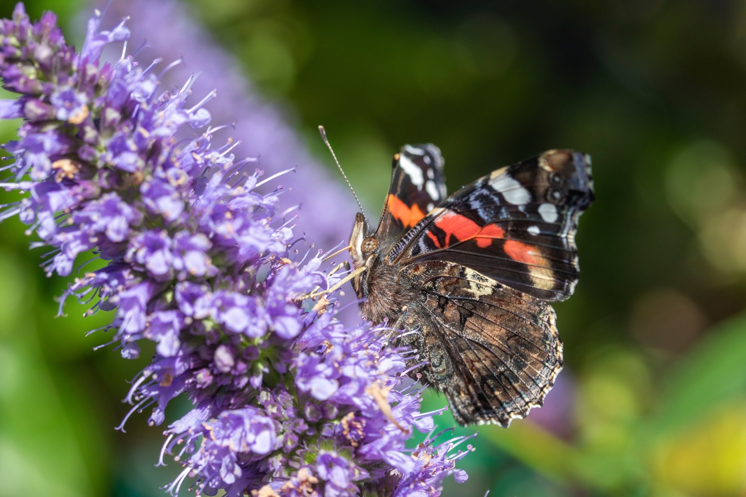 Agastache 'Black Adder'