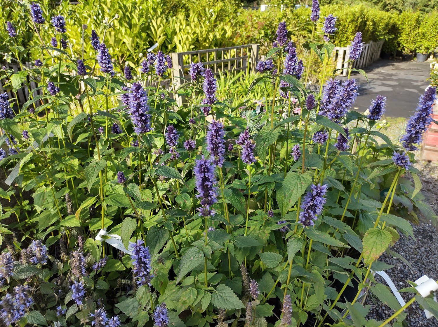 Agastache 'Black Adder'