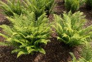 Dryopteris cycadina