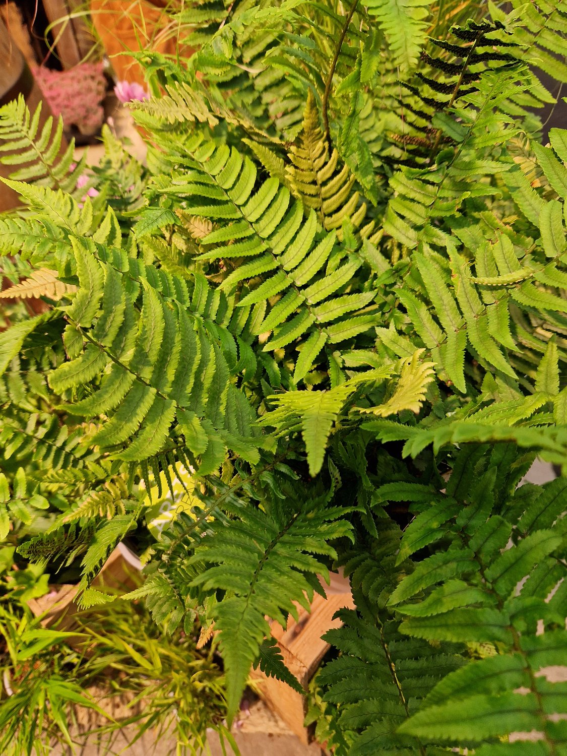 Dryopteris cycadina