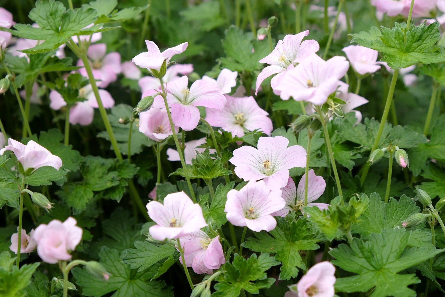 Geranium DREAMLAND ('Breamdream')