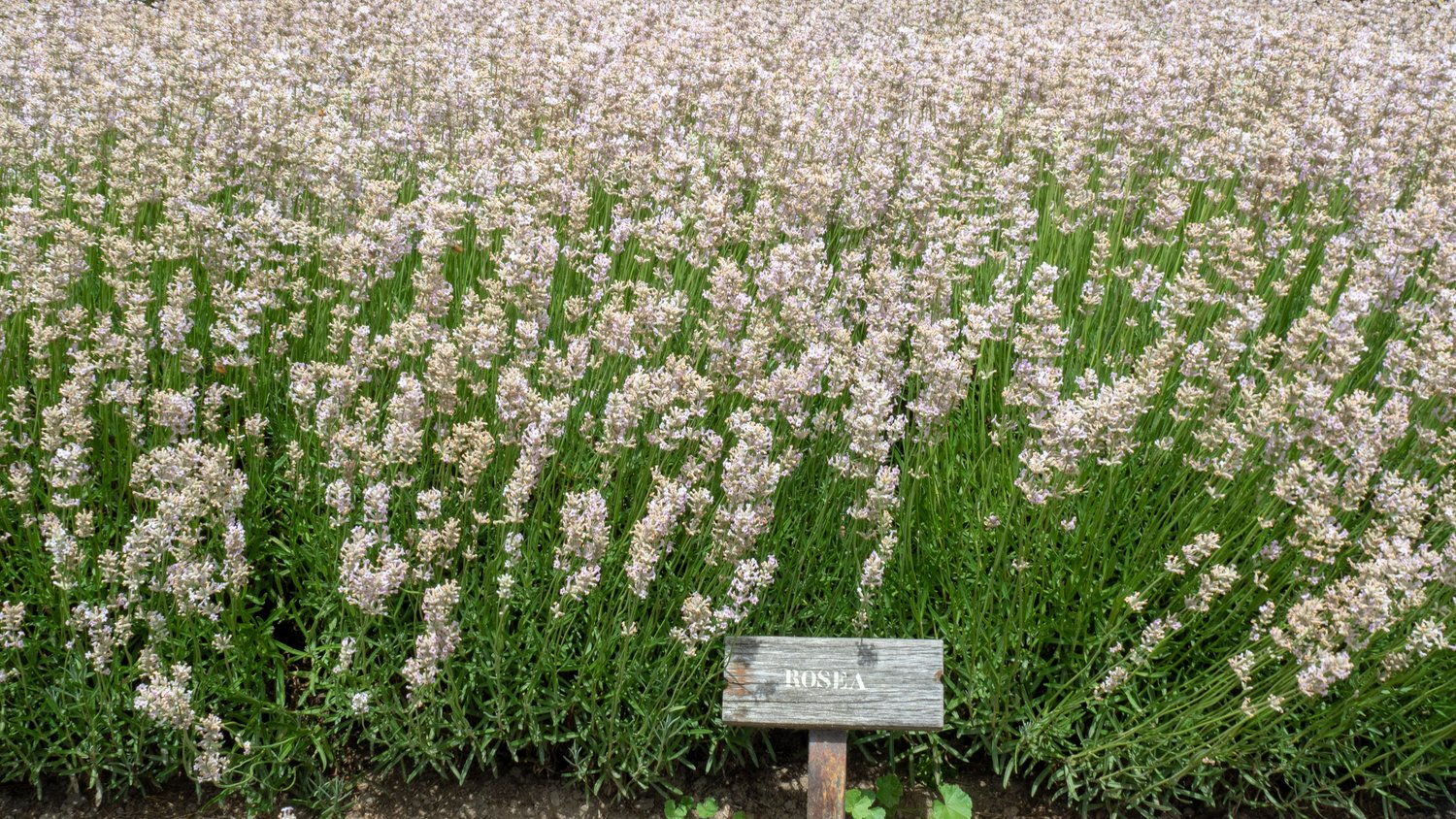 Lavandula angustifolia 'Rosea'