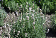 Lavandula angustifolia 'Rosea'