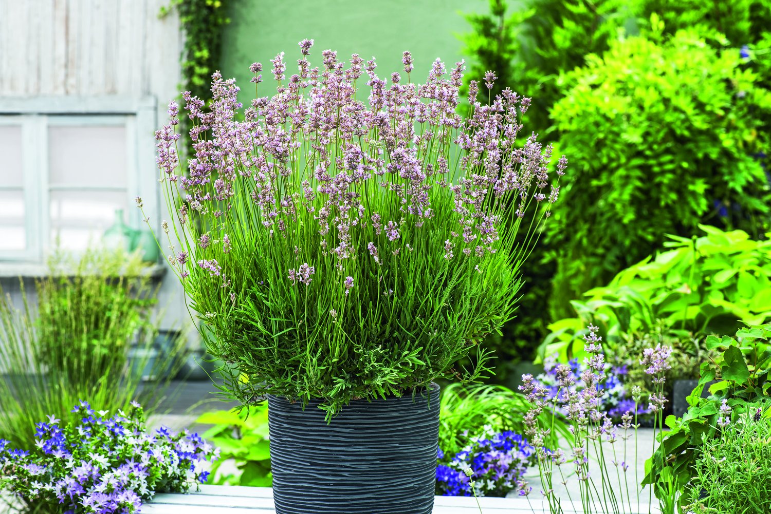 Lavandula angustifolia 'Rosea'