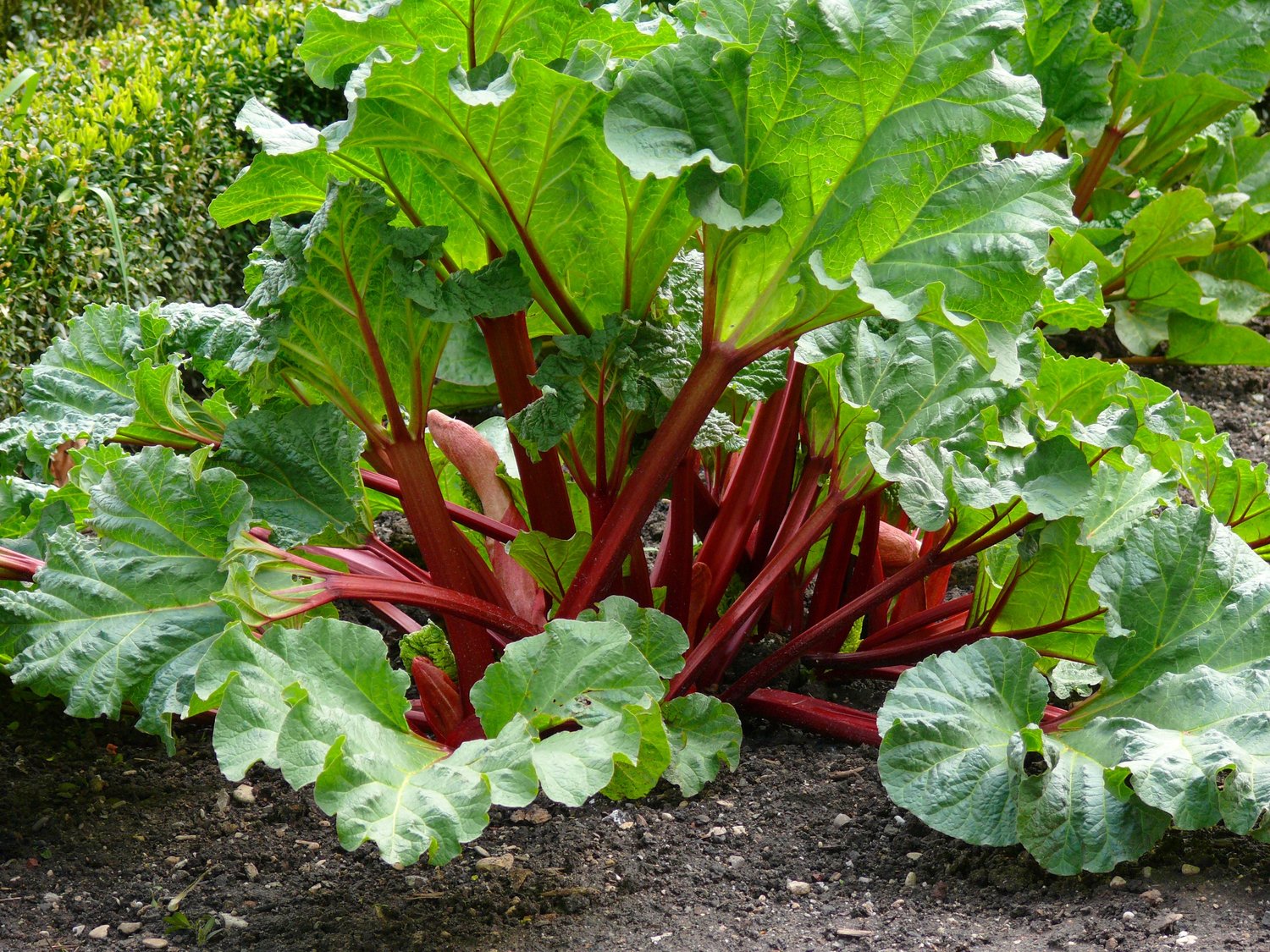 Rheum rhabarbarum 'Spangsbjerg'
