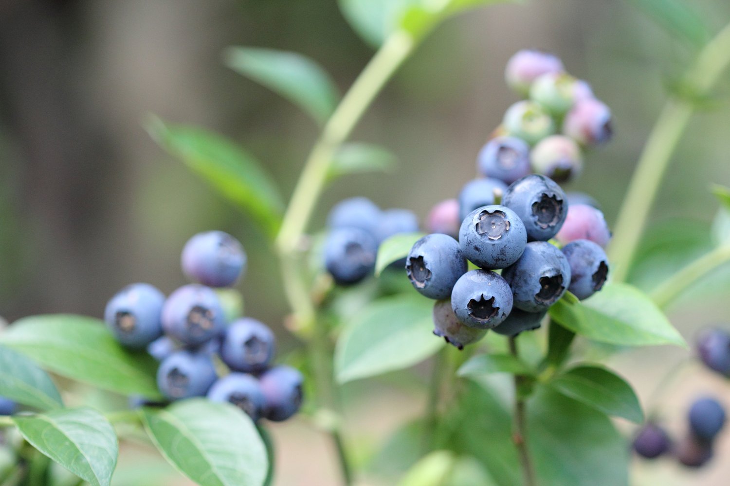 Vaccinium corymbosum 'Reka'