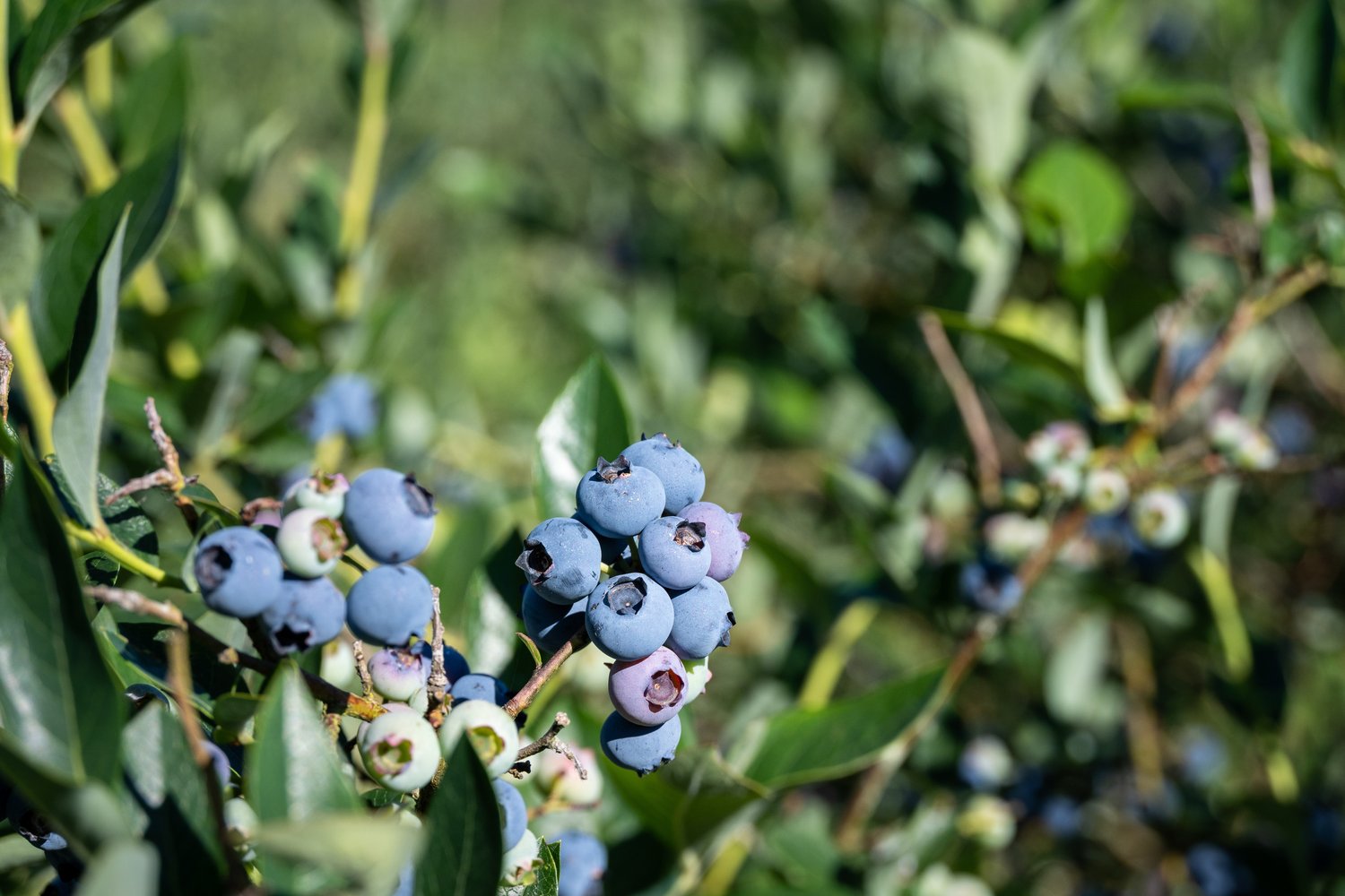 Vaccinium corymbosum 'Reka'