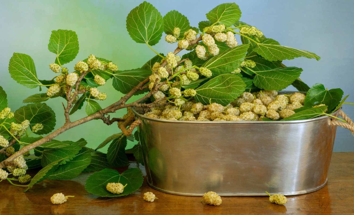 Morus alba 'Visborg'