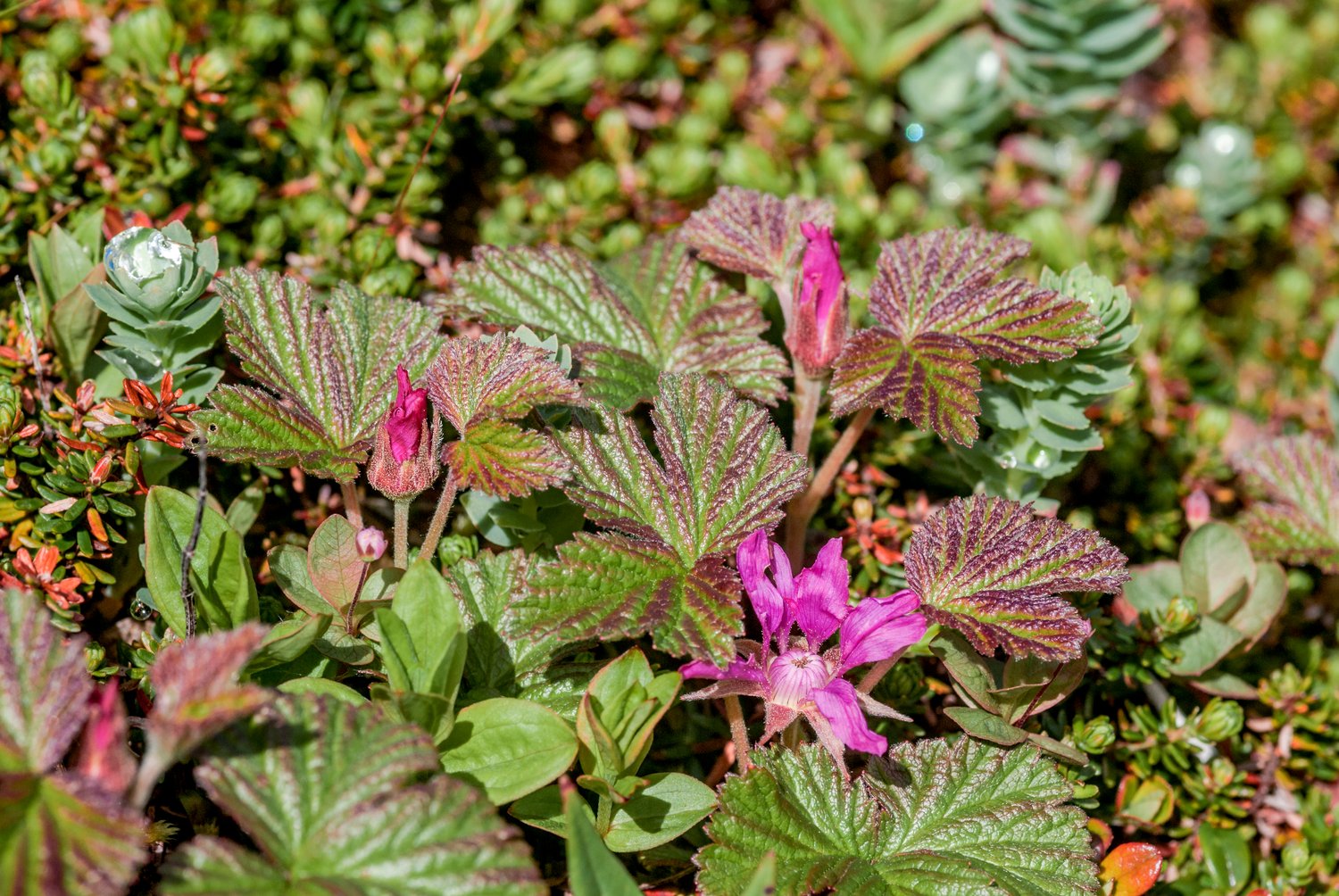 Rubus arcticus ssp. × stellarcticus 'Anna'