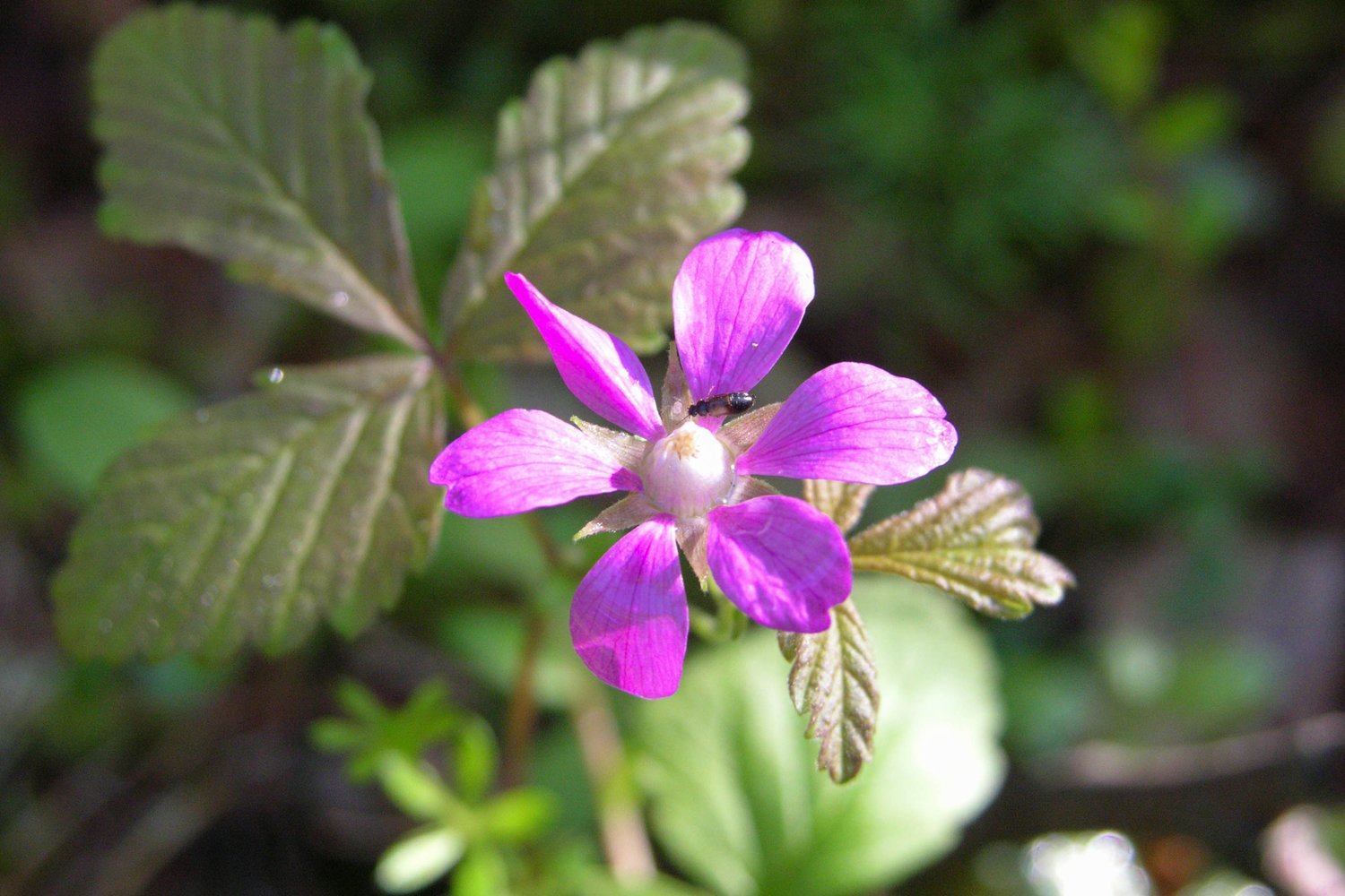 Rubus arcticus ssp. × stellarcticus 'Anna'