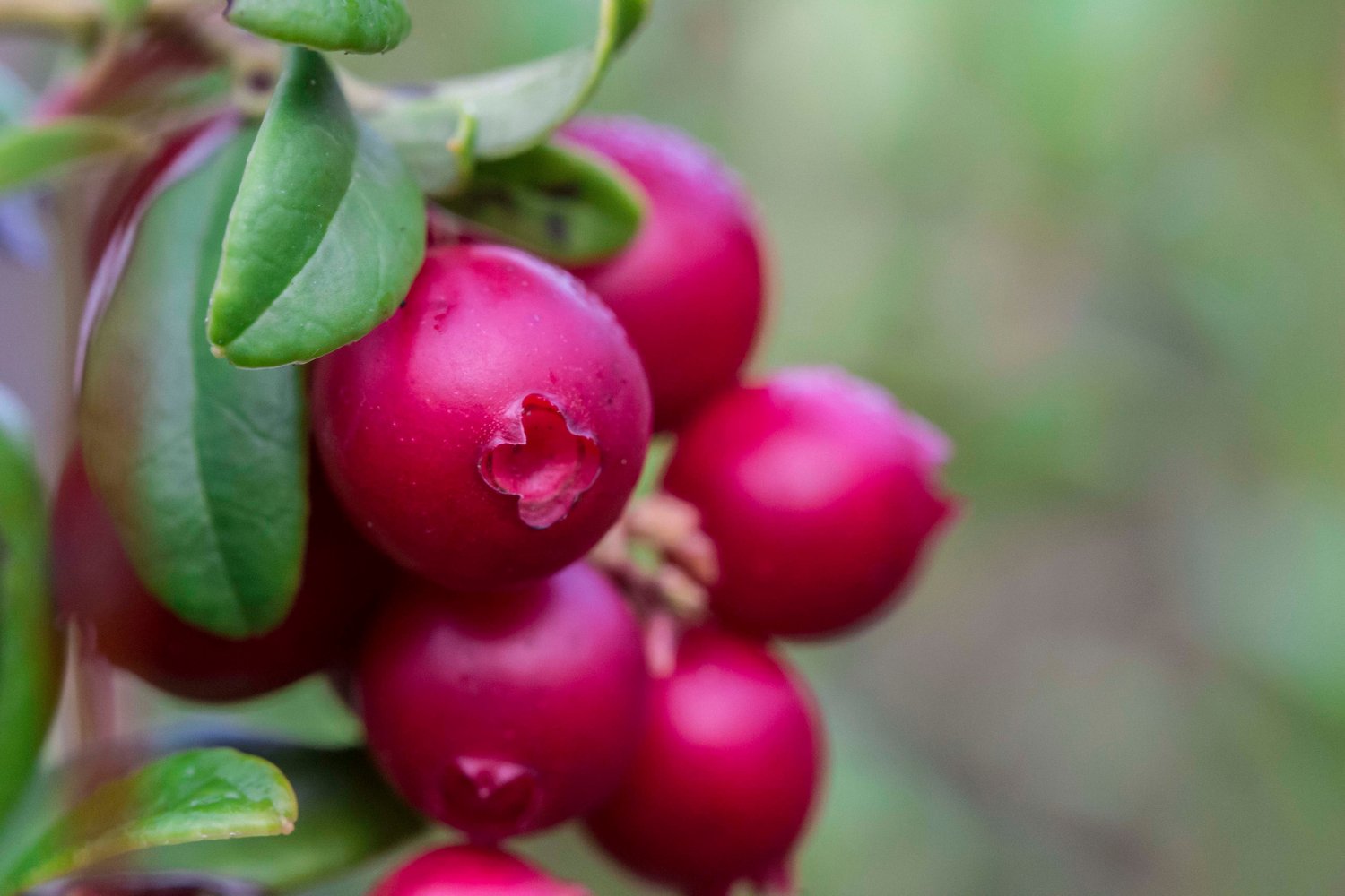 Vaccinium vitis-idaea BALSGÅRD IDA® ('Ida'PBR)