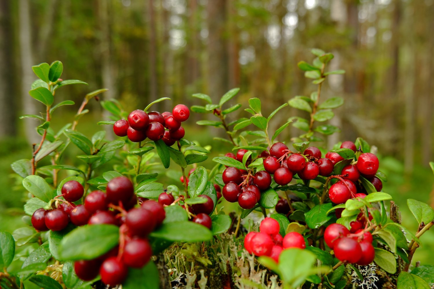 Vaccinium vitis-idaea BALSGÅRD IDA® ('Ida'PBR)