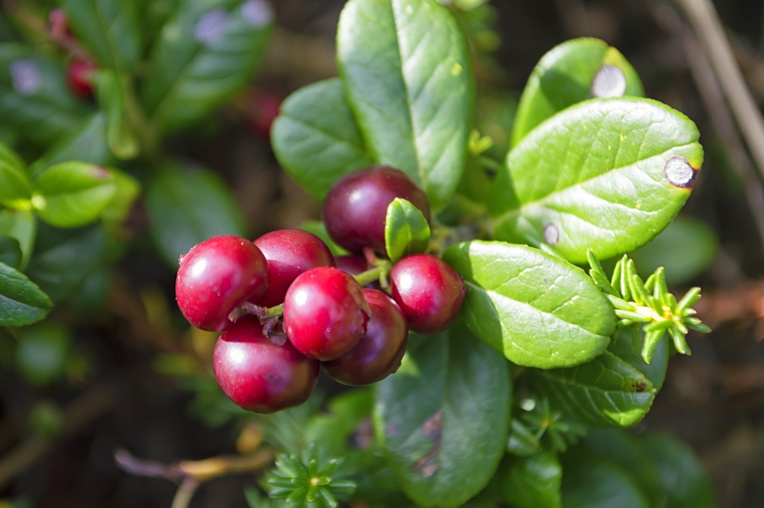 Vaccinium vitis-idaea BALSGÅRD SUSSI® ('Sussi')