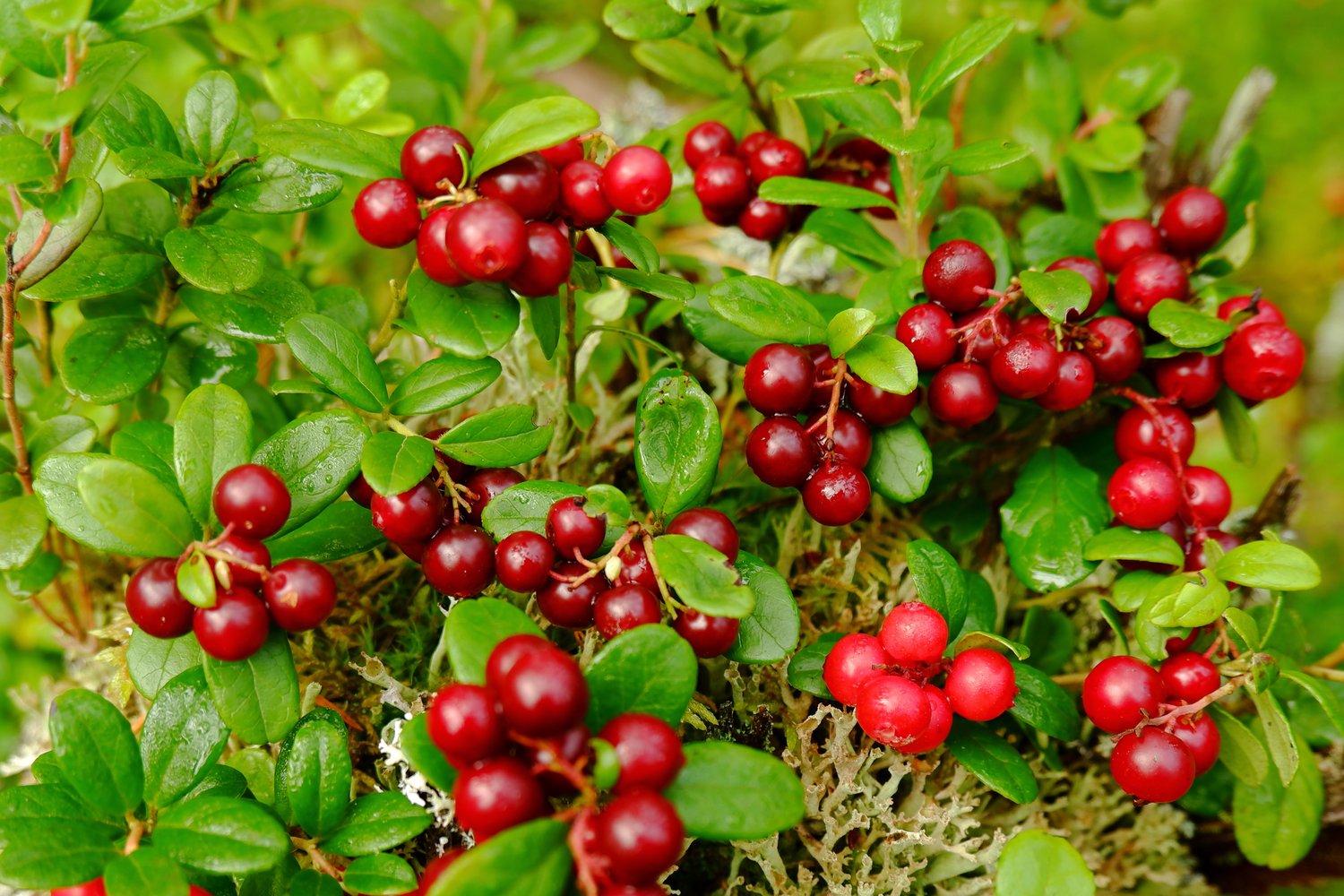 Vaccinium vitis-idaea BALSGÅRD SUSSI® ('Sussi')