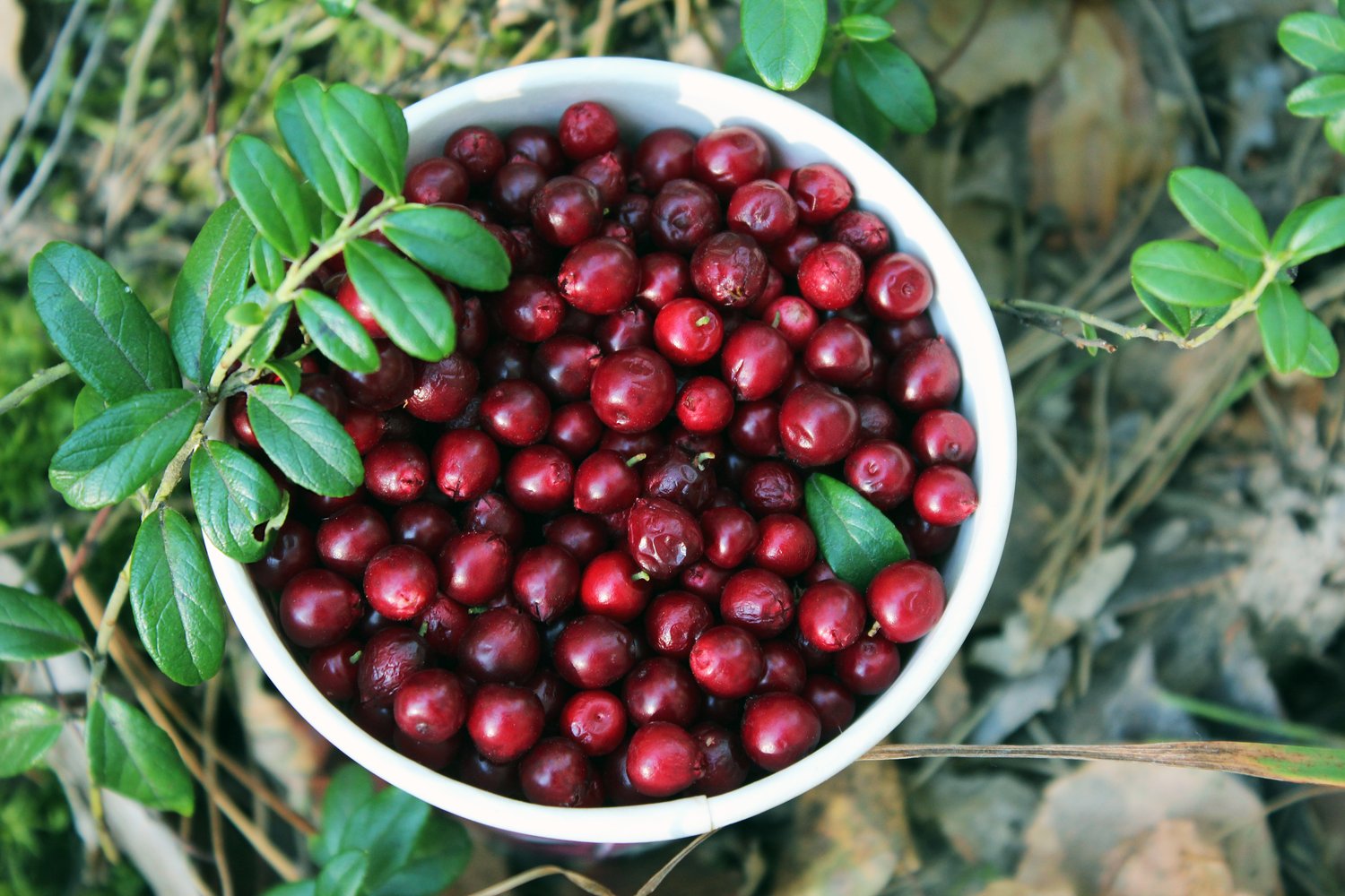 Vaccinium vitis-idaea BALSGÅRD SUSSI® ('Sussi')