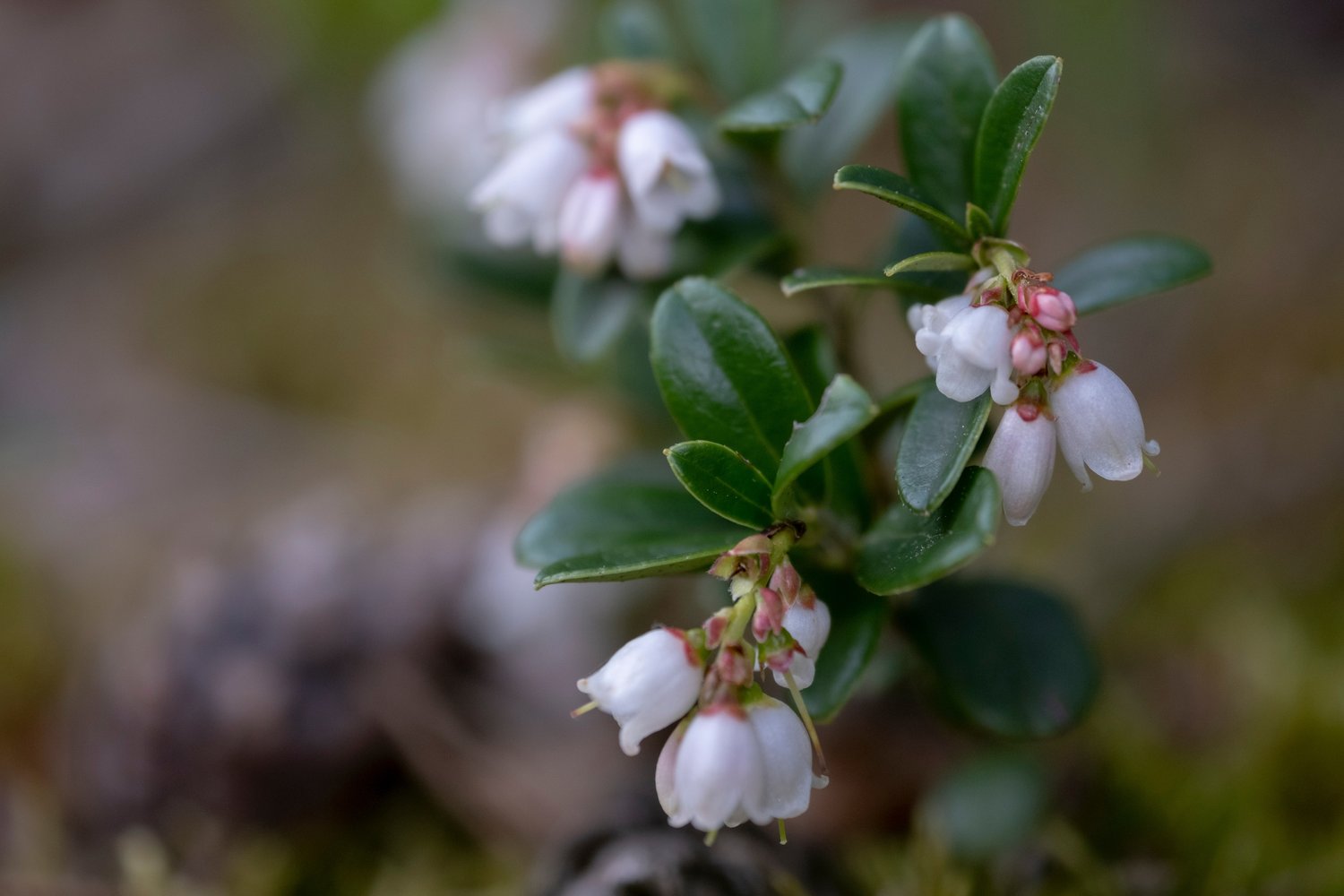 Vaccinium vitis-idaea BALSGÅRD SUSSI® ('Sussi')
