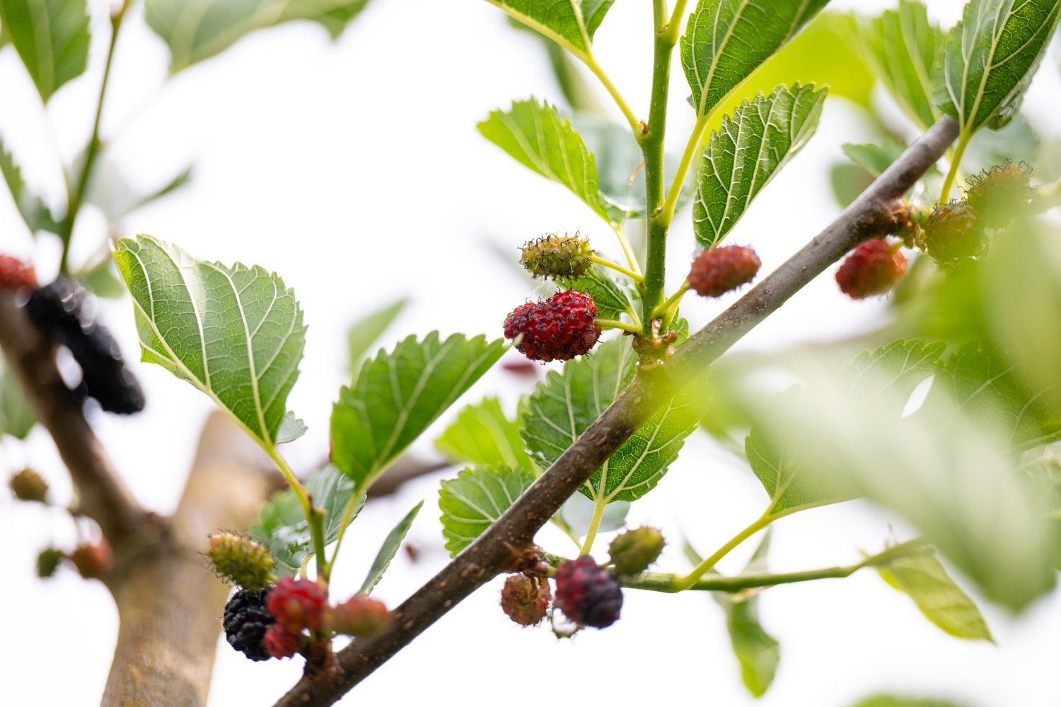 Morus MOJO BERRY