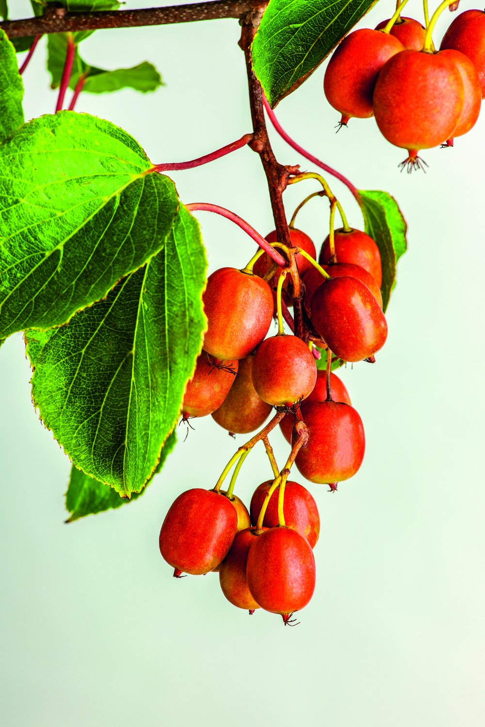 Actinidia arguta 'Ken's Red'