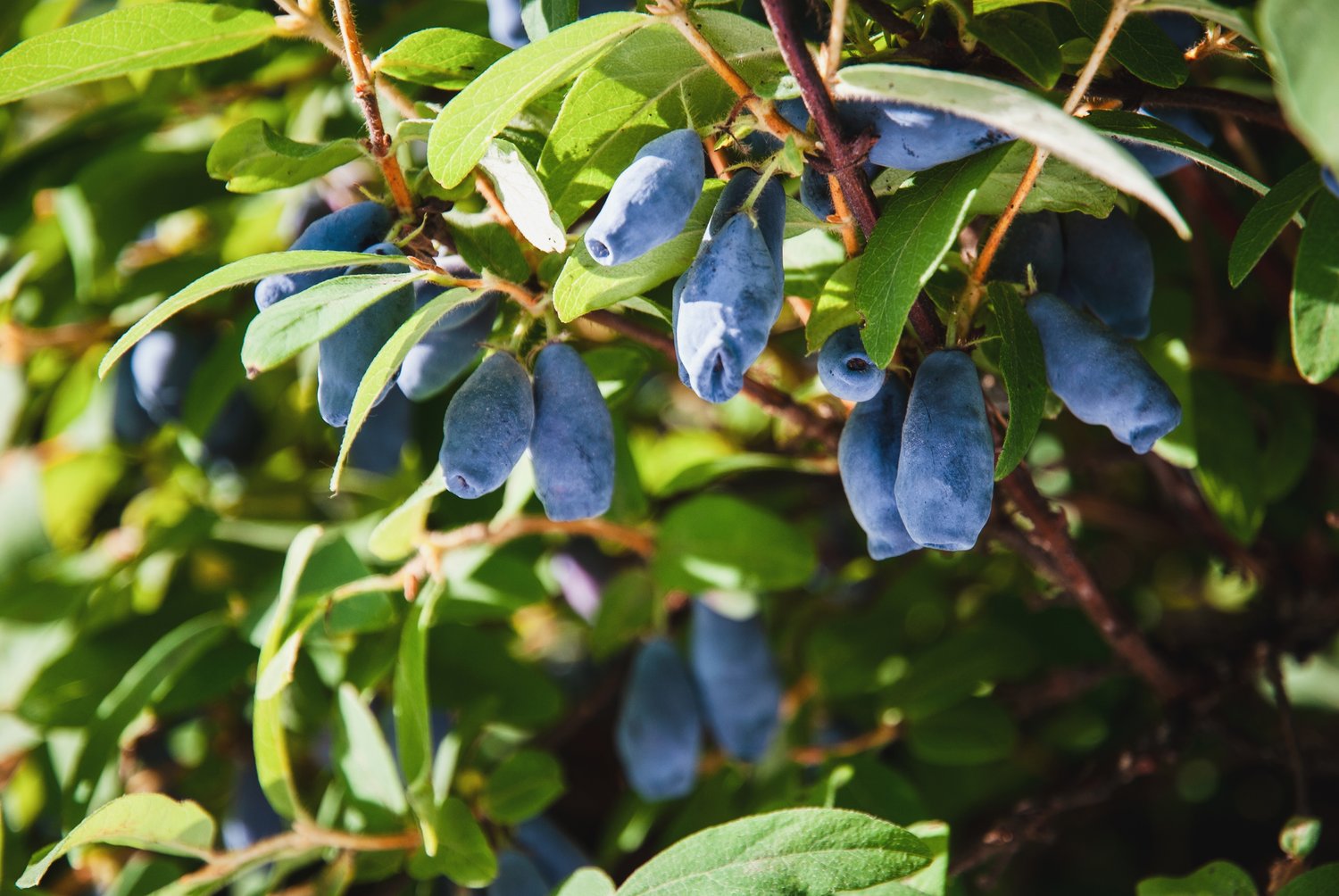 Lonicera caerulea 'Balalaika'