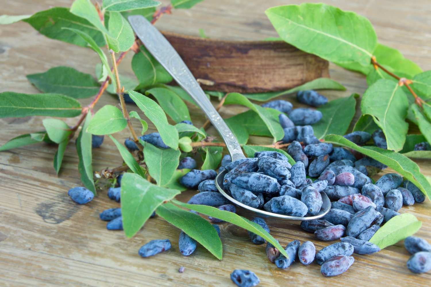 Lonicera caerulea var. kamtschatica 'Aurora'