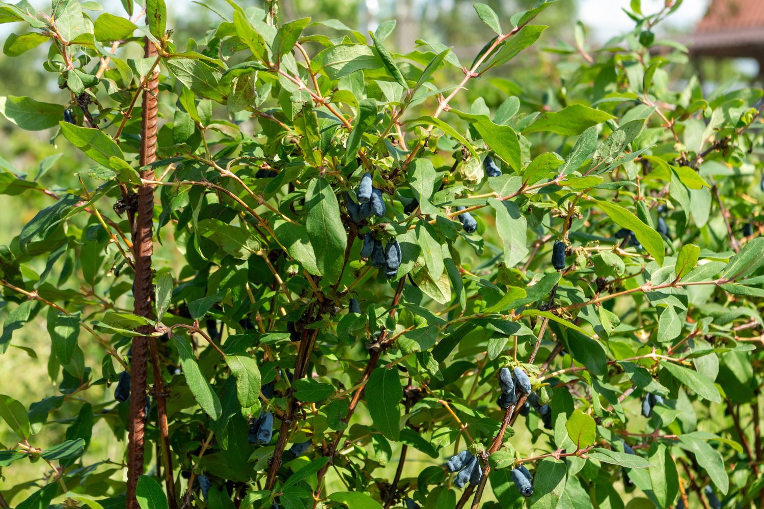 Lonicera caerulea var. kamtschatica 'Duet'