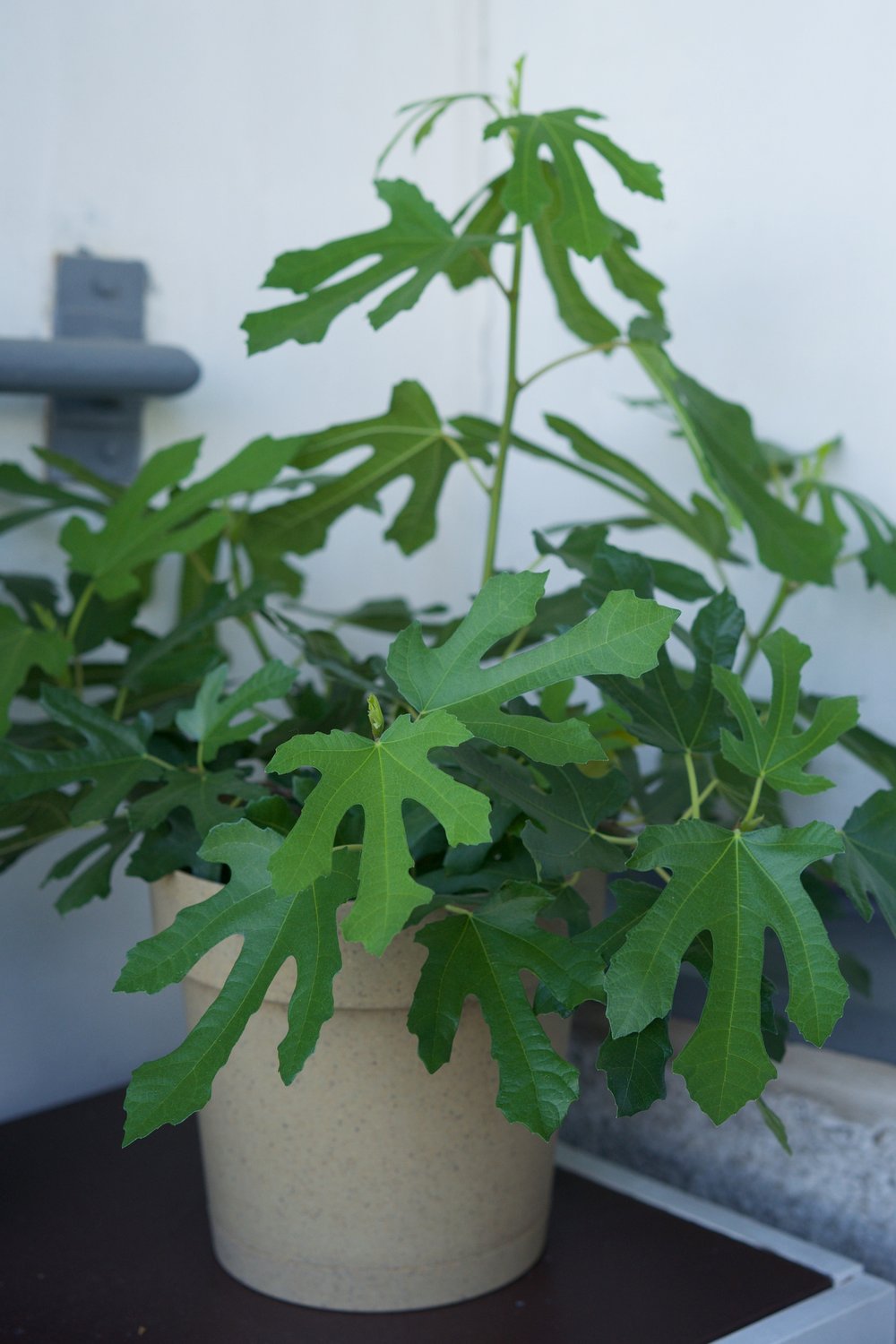 Ficus carica LITTLE MISS FIGGY