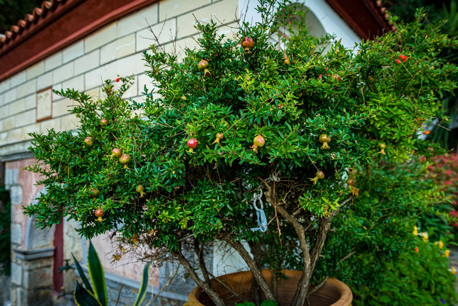Punica granatum