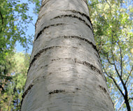 Betula pendula Dalecarlica E, Utr 150-200