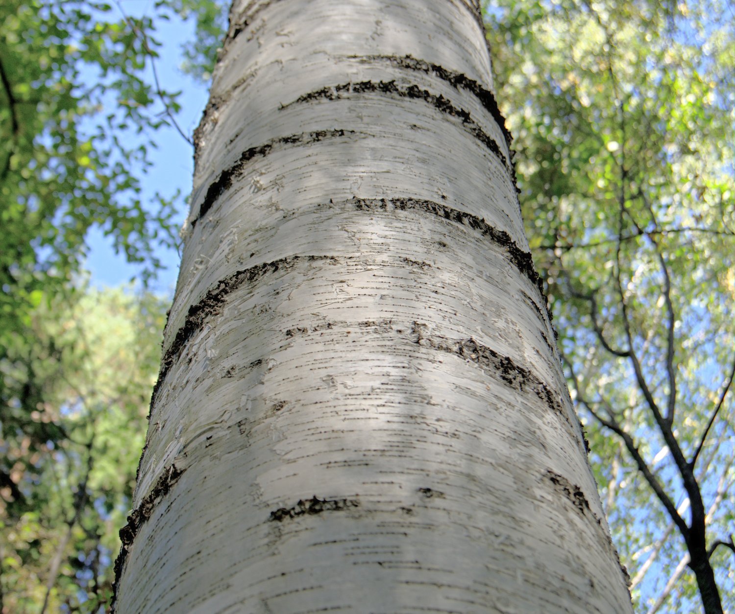 Betula pendula Dalecarlica E, Utr 150-200
