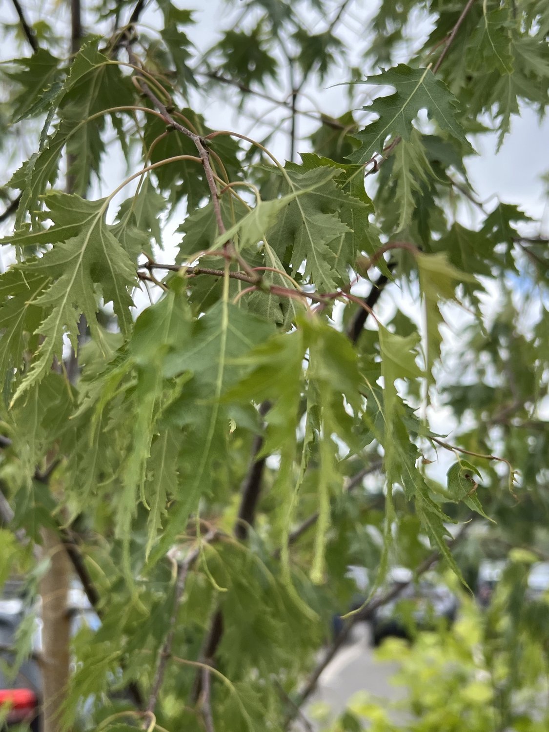 Betula pendula Dalecarlica E, Utr 150-200