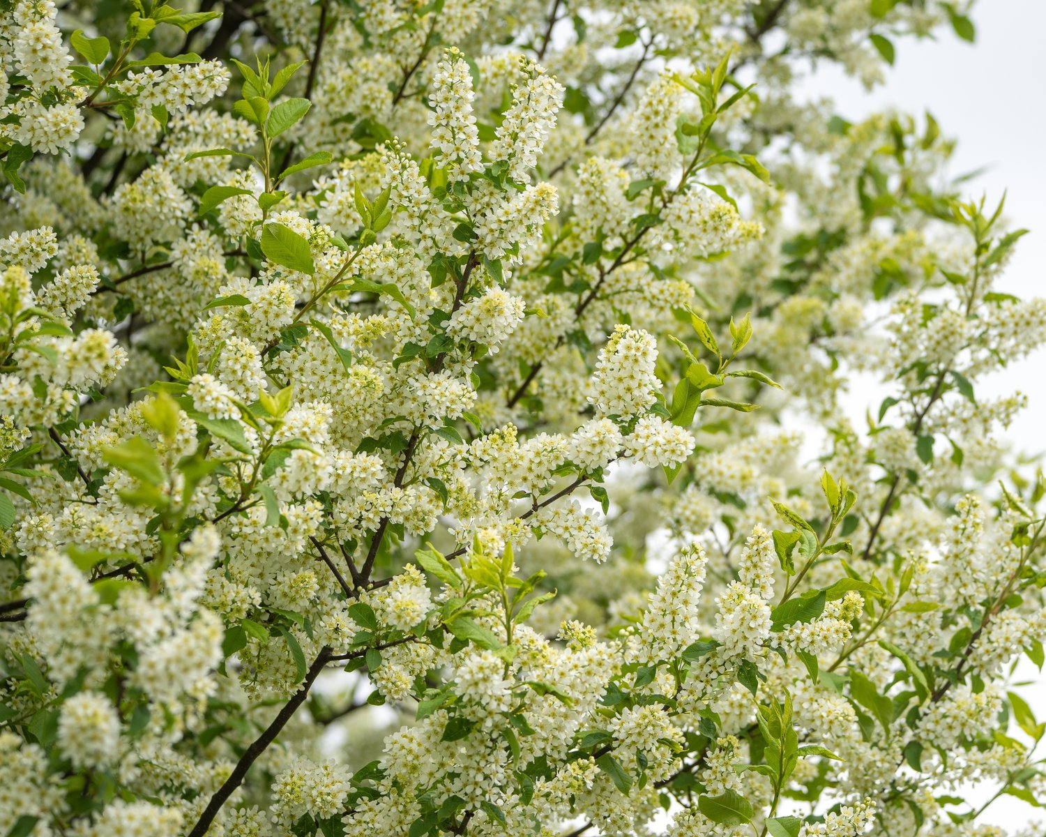 Prunus padus Fk Ultuna E, Utr 150-200