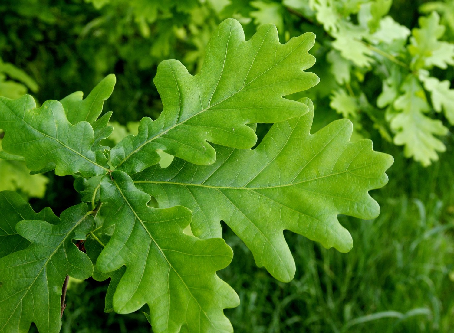 Quercus robur Fk Linköping E, Utr 150-200 Co