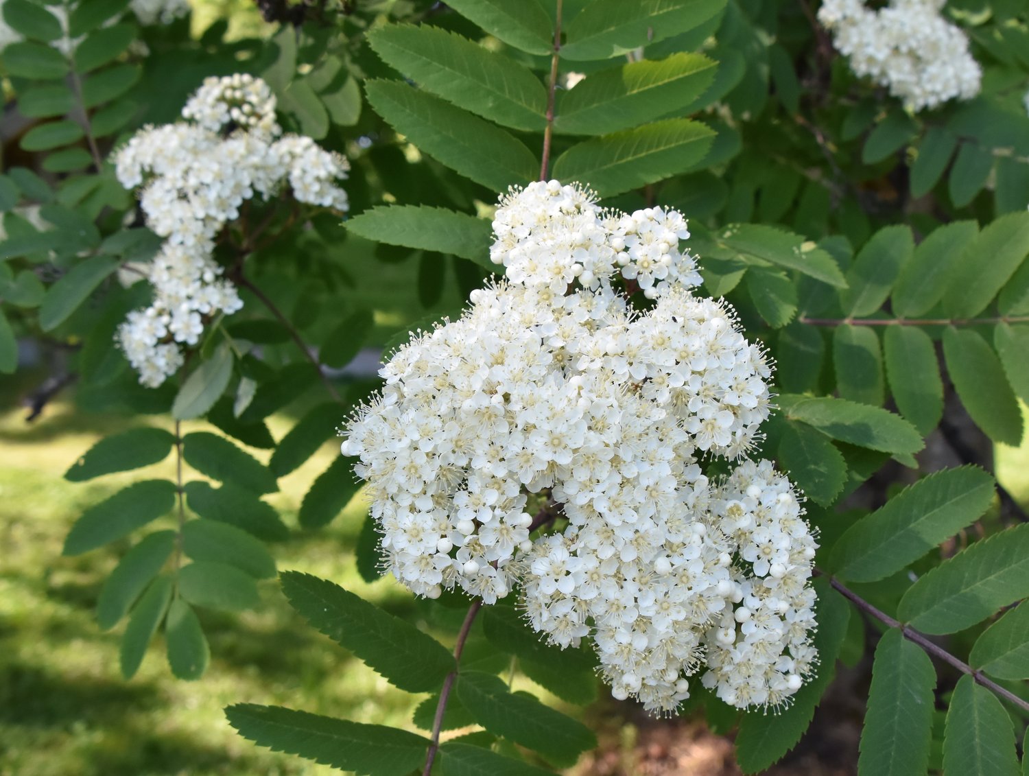 Sorbus aucuparia Fk Västeråker E, Utr 150-200 Co
