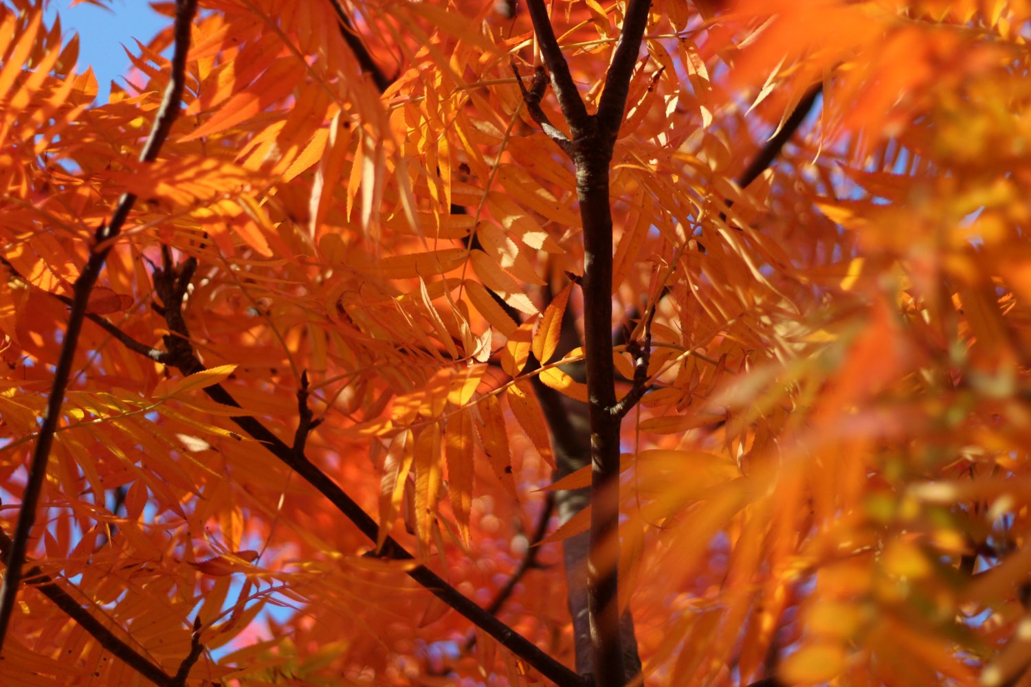 Sorbus ulleungensis 'Dodong' E, Utr 150-200 Co