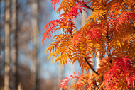 Sorbus ulleungensis LEGEND E ('Erik'*), Utr 150-200 Co