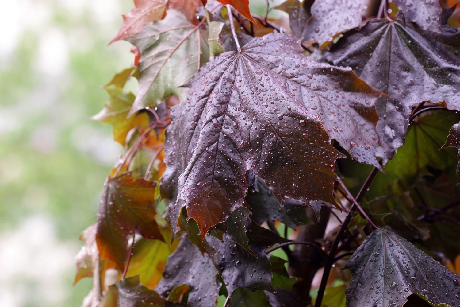 Acer platanoides 'Royal Red', Sh 80