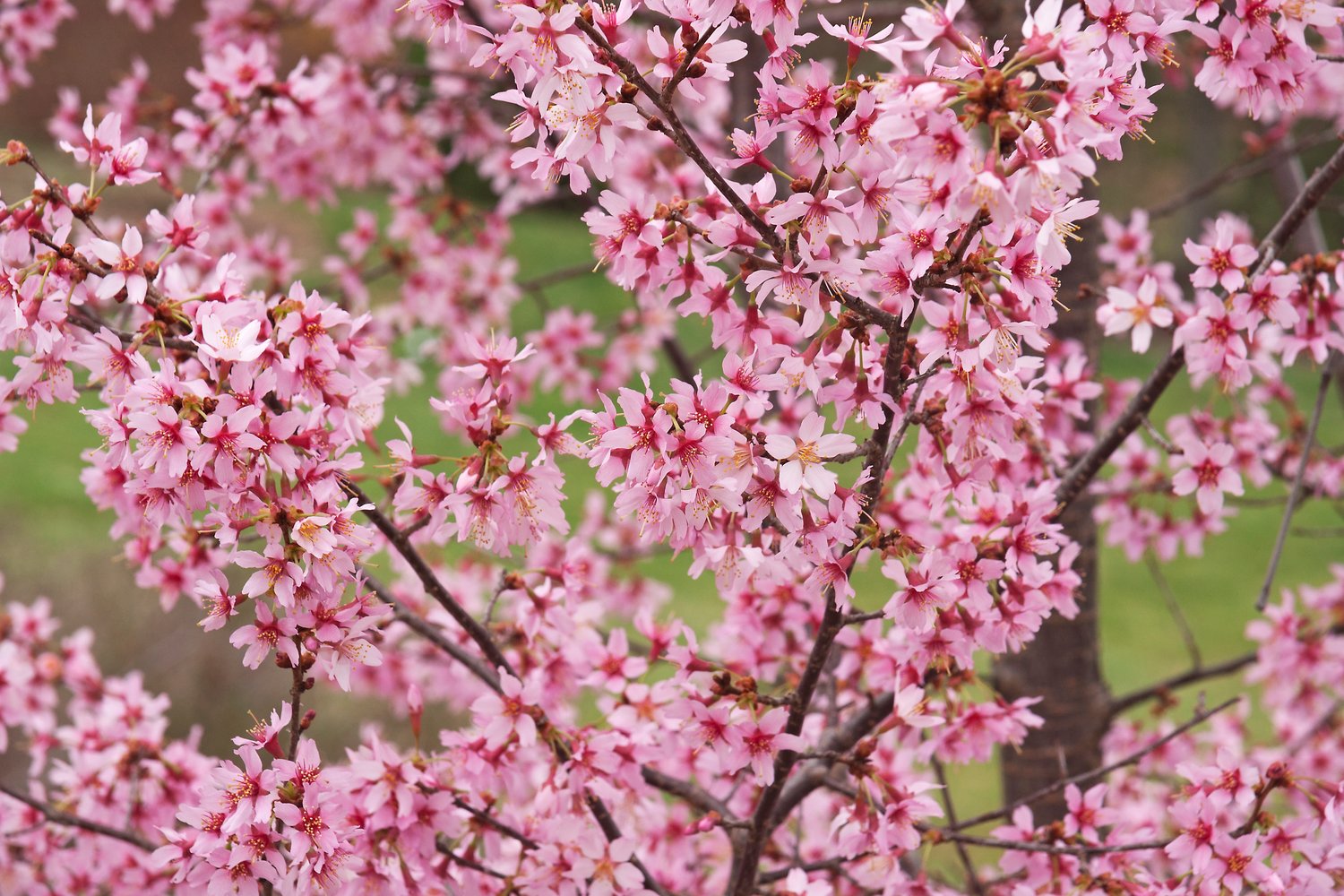 Prunus 'Okame', Sh 120